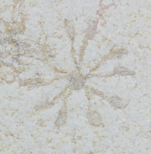 Floating Crinoid (Saccocoma) - Solnhofen Limestone #22457